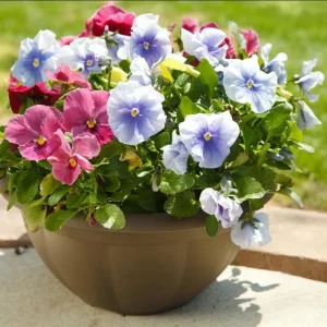 Set of 3 Pansy Live Plants, Assorted Mix-Color Blooms, 3-5 Inch Tall in Nursery Pot, Outdoor Flowering Plants - Image 1