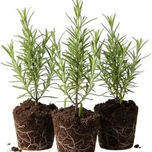 Set of 3 Rosemary Live Starter Plants, 3-6 Inch Tall, Bare Root, Outdoor Herb - Image 2