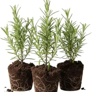 Set of 3 Rosemary Live Starter Plants, 3-6 Inch Tall, Bare Root, Outdoor Herb - Image 5