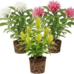 Set of 3 Shrimp Plant Live Shrubs, 5-7 Inches Tall, Easy Care, Indoor/Outdoor - Image 1