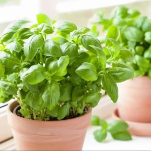 Set of 3 Sweet Basil Live Plants – Large Leaf Basil – 4