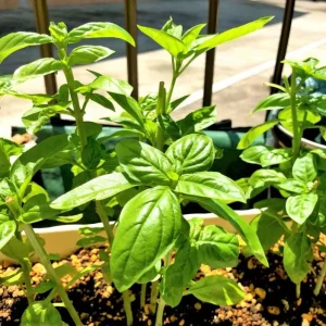 Set of 3 Sweet Basil Live Plants – Large Leaf Basil – 4