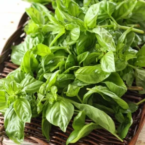 Set of 3 Sweet Basil Live Plants – Large Leaf Basil – 4