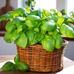Set of 3 Sweet Basil Live Plants – Large Leaf Basil – 4" Pot – Indoor/Outdoor Herb - Image 1
