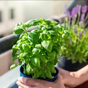 Set of 3 Sweet Basil Live Plants – Large Leaf Basil – 4