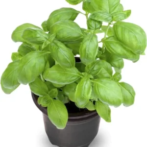Set of 3 Sweet Basil Live Plants – Large Leaf Basil – 4