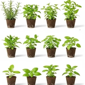 Set of 4 Assorted Live Herb Plants - 3-6 Inch Fragrant Herbs for Garden & Kitchen - Image 2