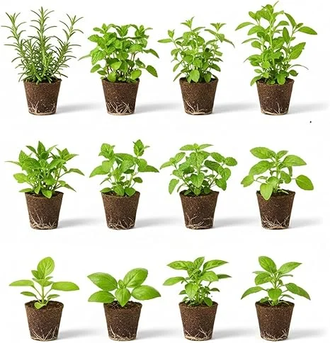 Set of 4 Assorted Live Herb Plants - 3-6 Inch Fragrant Herbs for Garden & Kitchen - Image 2