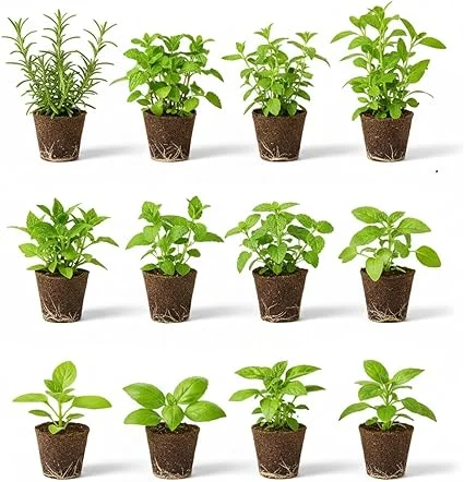 Set of 4 Assorted Live Herb Plants - 3-6 Inch Fragrant Herbs for Garden & Kitchen - Image 3