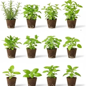 Set of 4 Assorted Live Herb Plants - 3-6 Inch Fragrant Herbs for Garden & Kitchen - Image 4