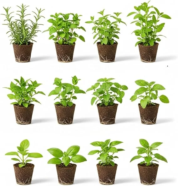 Set of 4 Assorted Live Herb Plants - 3-6 Inch Fragrant Herbs for Garden & Kitchen - Image 5