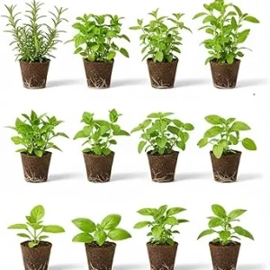 Set of 4 Assorted Live Herb Plants - 3-6 Inch Fragrant Herbs for Garden & Kitchen - Image 6