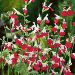 Set of 4 Hot Lips Salvia Live Plants, 4 Inch Pot, Red & White Flowers - Image 3