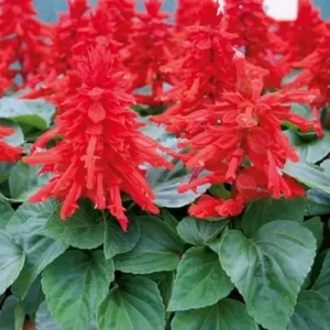 Set of 4 Red Salvia Live Plants in 4 Inch Pots - Vibrant Flowers - Image 5