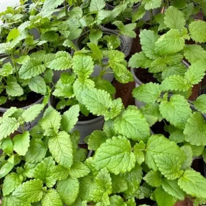 Set of 5 Lemon Balm Live Plants – Perennial Mint Herb Seedlings – 4-6 Inch Tall - Image 1