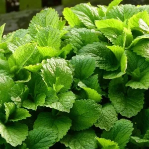 Set of 5 Lemon Balm Live Plants – Perennial Mint Herb Seedlings – 4-6 Inch Tall - Image 3