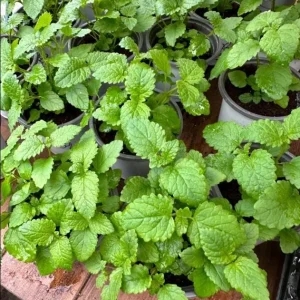 Set of 5 Lemon Balm Live Plants – Perennial Mint Herb Seedlings – 4-6 Inch Tall - Image 6