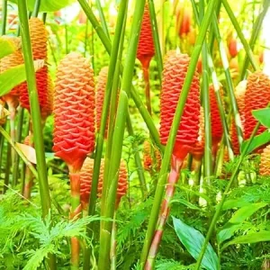 Set of 5 Shampoo Ginger Roots – Zingiber Zerumbet Rhizomes – Cold Hardy Outdoor Plant - Image 4