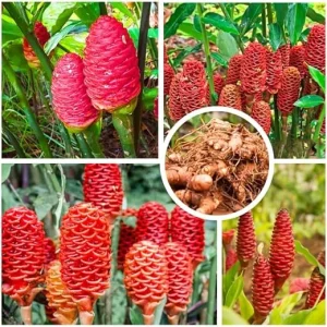 Shampoo Ginger Plant Roots - 4 Live Rhizomes, Zingiber Zerumbet Perennial - Image 4