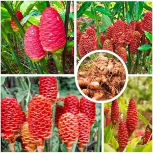 Shampoo Ginger Plant Roots - 4 Live Rhizomes, Zingiber Zerumbet Perennial - Image 5