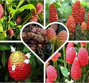 Shampoo Ginger Roots for Planting - Zingiber Zerumbet Red Ginger Lily Bulbs - 4 Fresh Rhizomes - Image 2