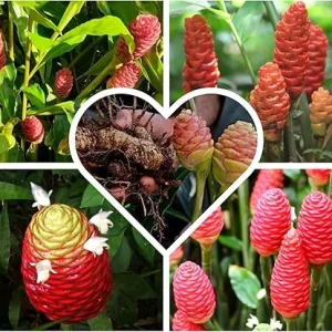 Shampoo Ginger Roots for Planting - Zingiber Zerumbet Red Ginger Lily Bulbs - 4 Fresh Rhizomes - Image 6