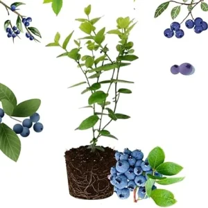 Sharpblue Blueberry Live Plant – 4-8 Inch Tall Starter Bush – Hardy Outdoor Fruit Bush - Image 6