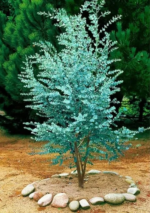 Silver Dollar Eucalyptus Live Plant - Fragrant Foliage, Potted Indoor/Outdoor - Image 3