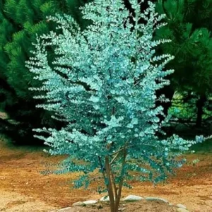 Silver Dollar Eucalyptus Live Plant - Fragrant Foliage, Potted Indoor/Outdoor - Image 5