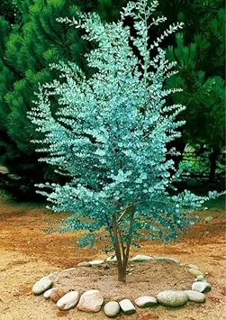 Silver Dollar Eucalyptus Live Plant - Fragrant Foliage, Potted Indoor/Outdoor - Image 1