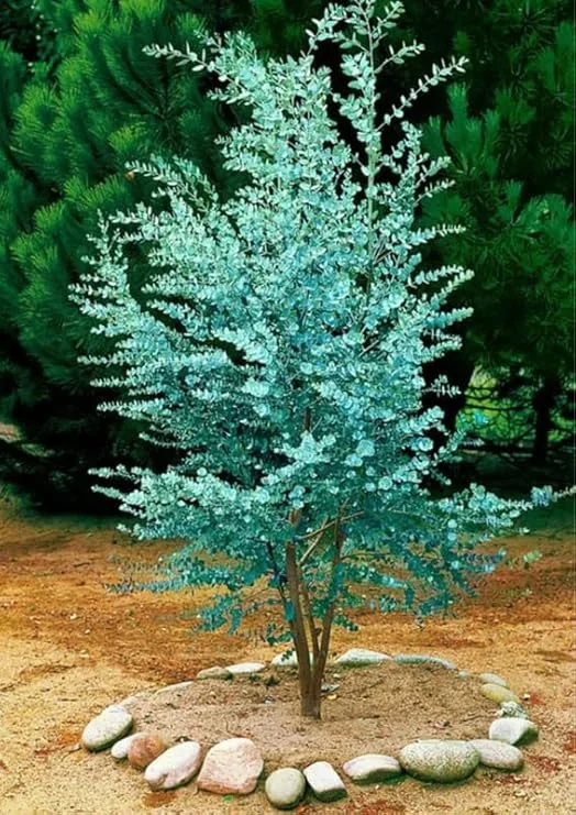 Silver Dollar Eucalyptus Live Plant - Fragrant Foliage, Potted Indoor/Outdoor - Image 6