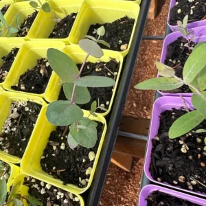 Silver Dollar Eucalyptus Live Seedlings - 2-4