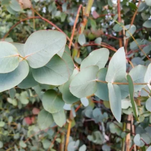 Silver Dollar Eucalyptus Live Seedlings - 2-4