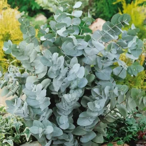 Silver Dollar Eucalyptus Live Seedlings - 2-4