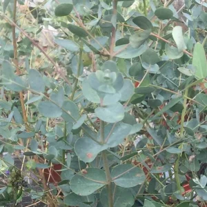Silver Dollar Eucalyptus Live Seedlings - 2-4