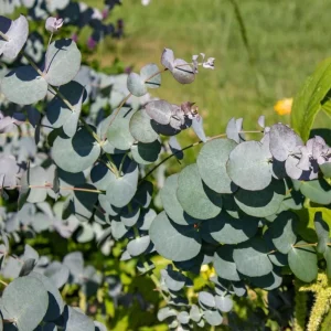 Silver Dollar Eucalyptus Live Seedlings - 2-4