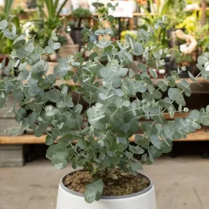 Silver Dollar Eucalyptus Live Seedlings - 2-4" Tall Potted Plants with Soil - Image 1
