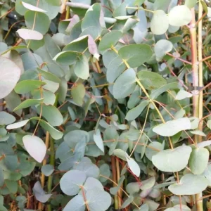 Silver Dollar Eucalyptus Live Seedlings - 2-4