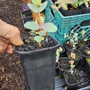 Silver Dollar Eucalyptus Live Seedlings - 2-4