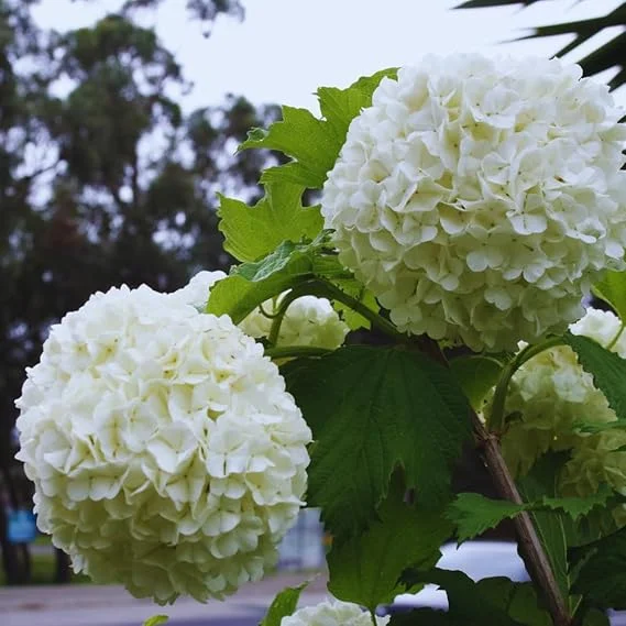 Snowball Bush Plant - Old Fashioned Viburnum Live Plant, 4 Inch Potted - Image 6