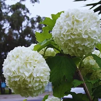 Snowball Bush Plant - Old Fashioned Viburnum Live Plant, 4 Inch Potted - Image 7