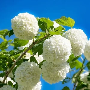 Snowball Viburnum Bare Root Plants - Set of 2, 1-2 Ft Tall, White Blooms, Outdoor Shrub - Image 2