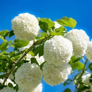 Snowball Viburnum Bare Root Plants - Set of 2, 1-2 Ft Tall, White Blooms, Outdoor Shrub - Image 5
