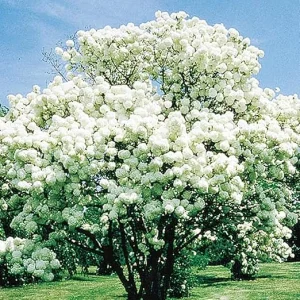 Snowball Viburnum Live Plant - Old Fashion Shrub, White Flowers, 4 Inch Pot - Image 7