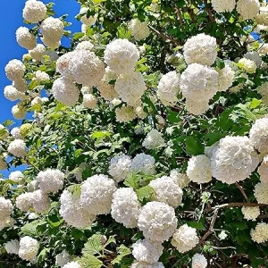 Snowball Viburnum Live Plants - 2 Pack, 6-10 Inches Tall, 4 Inch Pots, Outdoor Shrub - Image 1