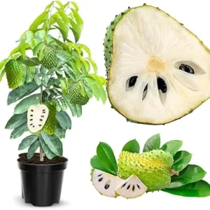 Soursop Tree Live Plant 3 Gallon Pot, 3 Feet Tall Guanabana Fruit Tree - Image 7