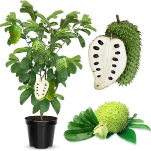 Soursop Tree Live Plant 3 Years Old, 3 Gallon Pot, Tropical Fruit Tree - Image 3