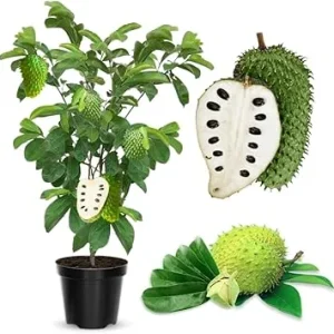 Soursop Tree Live Plant 3 Years Old, 3 Gallon Pot, Tropical Fruit Tree - Image 7