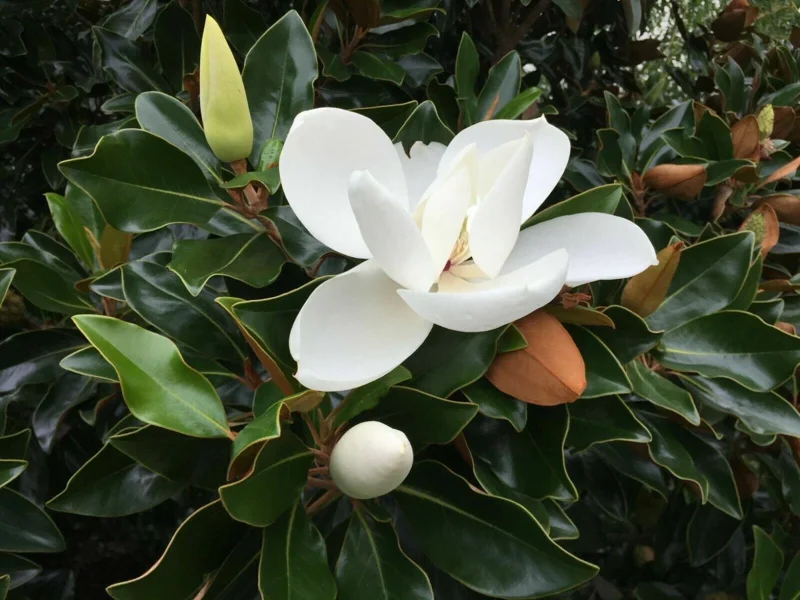 Southern Magnolia Tree Live Plant - Magnolia Grandiflora - 7 inch Seedling - Outdoor Evergreen Flowering Tree - Image 2