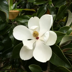 Southern Magnolia Tree Live Plant - Magnolia Grandiflora - 7 inch Seedling - Outdoor Evergreen Flowering Tree - Image 1